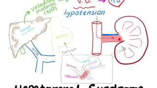 Hepatorenal Syndrome mechanism [upl. by Drarreg]