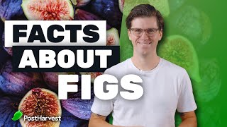 Facts About Figs [upl. by Brewer]