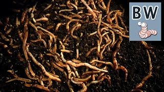 Worm Breeding Step by Step [upl. by Negrom]