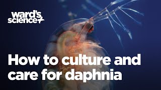 Caring and Culturing for Daphnia [upl. by Hendrickson]