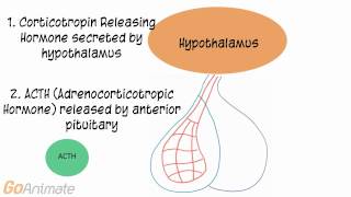 Anatomy and Physiology Endocrine System ACTH Adrenocorticotropin Hormone V20 [upl. by Anaile]