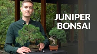 Juniper Bonsai tree care [upl. by Kile]