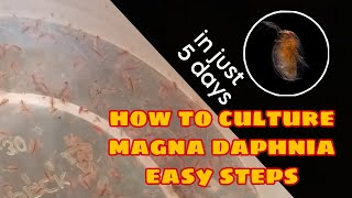 How to Culture Magna Daphnia Easily [upl. by Arten438]