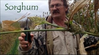 Sorghum  Growing and Harvesting [upl. by Carolynn]