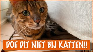 Dingen die je kat HAAT  DierenpraatTV [upl. by Yecaj]