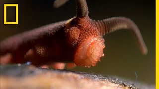 This Worm Uses a quotSilly String of Deathquot  National Geographic [upl. by Imaon806]