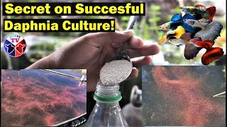 How to Culture Daphnia Successfully [upl. by Vastha]