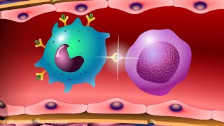 Vaccines and the Immune Response How Vaccines Work [upl. by Maclean]