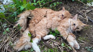 Touching Story About A Family Of Cats Hugging Each Other To Their Last Breath In The Harsh Cold [upl. by Iniretake]