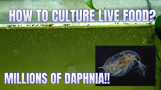 How to Culture Daphnia Secret Method to Breed MILLIONS  Simply Aquatic [upl. by Ahsirak696]