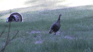 Best Wild Turkey Hen Calling and Yelping 2 [upl. by Pilar644]