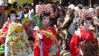 江戸吉原おいらん道中 一葉桜まつり 外国人観光客も楽しむ Oiran  A procession of courtesans Asakusa Yoshiwara TOKYO [upl. by Enomal]