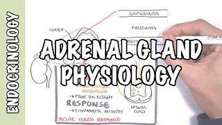 Endocrinology  Adrenal Gland Hormones [upl. by Ardnaid]