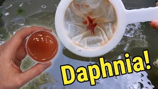 How I Culture Daphnia In Outdoor Tubs [upl. by Kcirted]