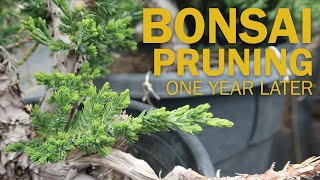 Bonsai Pruning  Spring Juniper Buds 1 Year Later [upl. by Martinson]