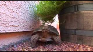 So You Want To Adopt A Tortoise TortoiseGroupOrg [upl. by Norrej]