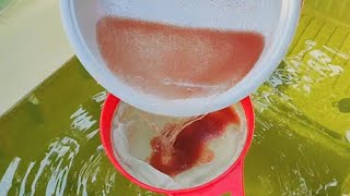 How to culture daphnia  Daphnia culture  How to grow daphnia outdoor [upl. by Fabiola525]