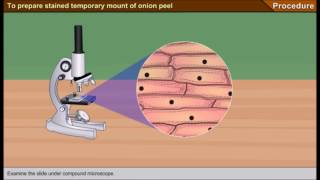 Scienze1osservazione al microscopio ottico delle cellule di una cipolla [upl. by Louls704]