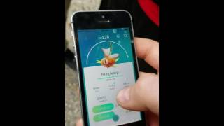 Pokemon go Magikarp evolved 1500 cp plus [upl. by Yetak604]