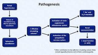 Hepatorenal Syndrome [upl. by Hendrickson]