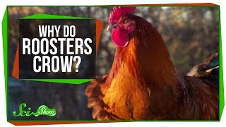 Why Do Roosters Crow [upl. by Anerrol]