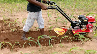 HONDA MINI WEEDER F300 3HP IN MAIZE CULTIVATION [upl. by Adnohsat827]