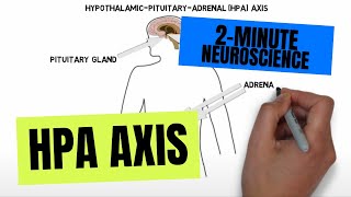 2Minute Neuroscience HPA Axis [upl. by Pich]