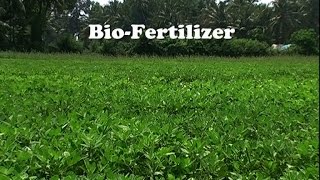 Bio Fertilizers [upl. by Chura]