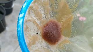 How to culture daphnia moina in a small container Part 1 English Subtitle [upl. by Christye]