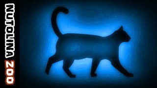 Miauwende katten  Kattengeluiden  Katzen miauen  Katten geluid [upl. by Lj102]