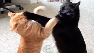 EPIC Cat Fight Compilation  Cole and Marmalade [upl. by Ad928]