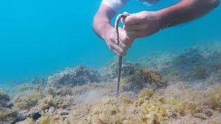 Catching a BOBBIT WORM [upl. by Corabelle560]