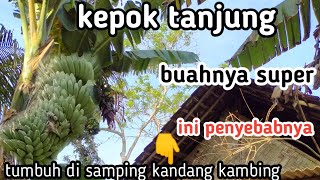 pisang kepok tanjung tumbuh subur tanpa pupuk kimia  besarnya bikin melongo [upl. by Ahsein]