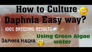 Daphnia MagnaHow to Culture Daphnia Easy wayCulturing Daphnia using Green water Daphnia [upl. by Mckinney438]