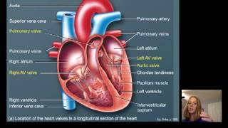 Lecture16 Cardiac Physiology [upl. by Aiva]