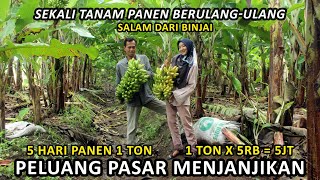 1 MILLION RUPIAH DAILY FROM BANANA CULTIVATION [upl. by Atyekram]