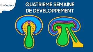 Quatrième semaine de développement  Embryologie générale [upl. by Leinadnhoj384]