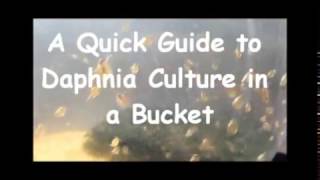 How to culture daphnia outside [upl. by Oiramed211]