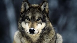 Документальный фильм про волков  Documentary about wolves [upl. by Templeton823]