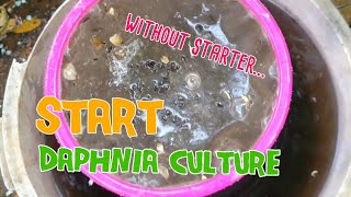 How to culture daphnia moina the easy way 1  Starting the Daphnia culture [upl. by Evelyn]