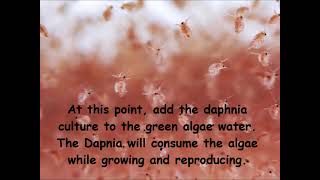 Daphnia  How to grow daphnia in your home [upl. by Aseena289]