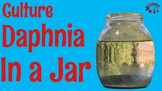 How to Culture Daphnia in a Jar [upl. by Aloin]