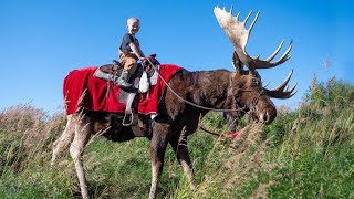 6 Week Alaskan Adventure Fishing Camping Hiking amp Exploring Alaska with Family [upl. by Miru]