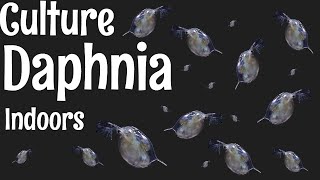 How to Culture Daphnia [upl. by Ingalls]