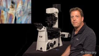 Microscopy Phase Polarization and DIC Stephen Ross [upl. by Sigismundo139]