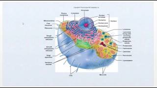 Pathophysiology  Intro Video Cell function review  Ch1 [upl. by Daphene]