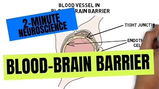 50 Interesting Facts about the Human Brain [upl. by Noscire715]