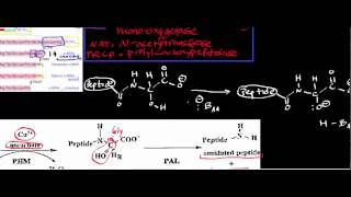 Conversion of Adrenocorticotropic Hormone ACTH to Melanocyte Stimulating Hormone MSH [upl. by Wilfred978]