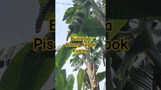 Budidaya Pisang Kepok Kuning [upl. by Ansilme]