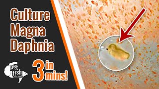 How to culture DAPHNIA MAGNA  The easy way [upl. by Baily]